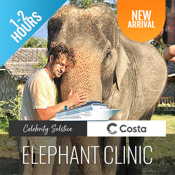 Koh Samui Elephant Home Animal Shelter Feeding Activity